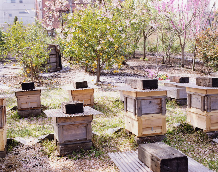 NODE UEHARA 白井亮